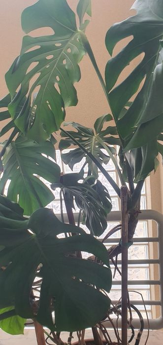 Monstera ou costela de Adão planta
