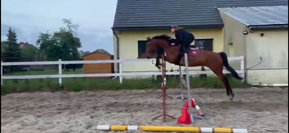 6-letnia klacz małopolska