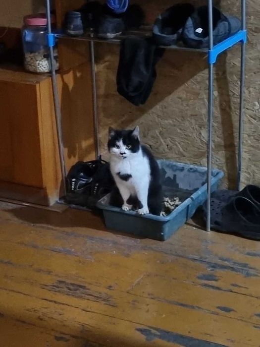 Полюшка, 4 месяца, девочка ищет дом