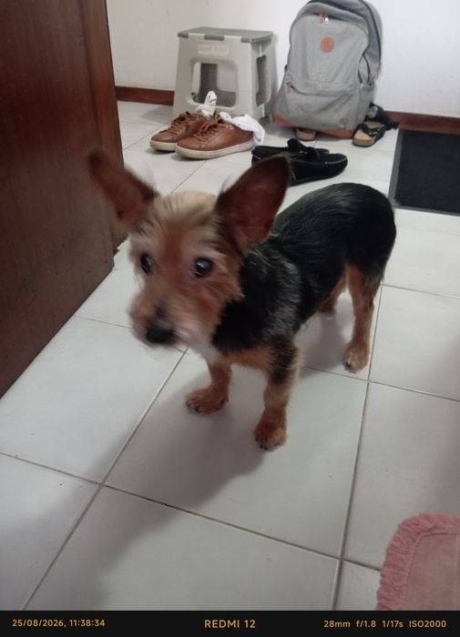Doação de cão Yorkshire