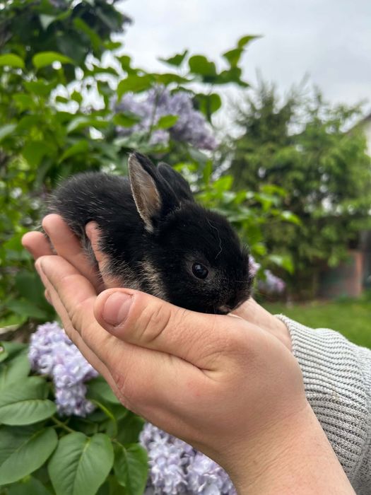 Króliczki karzełki króliki miniaturki teddy mini lop