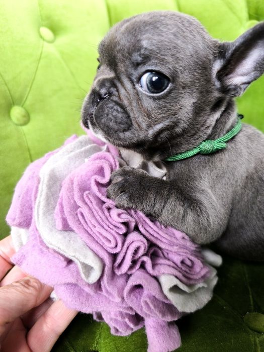 Buldog francuski szczeniak suczka niebieska blue