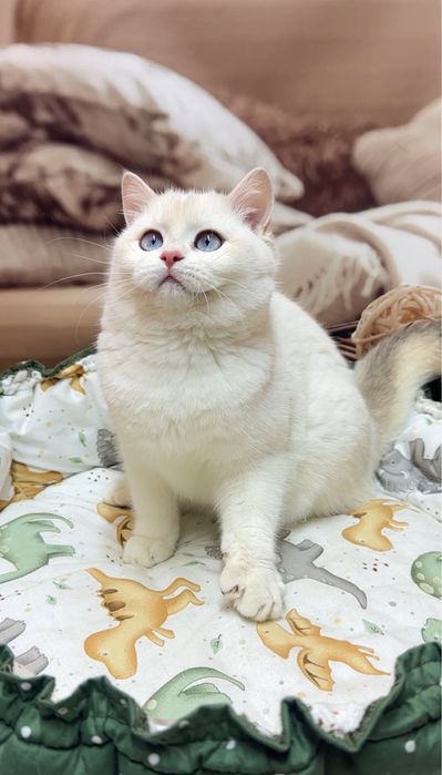 Голубоокий Хлопчик 4 міс