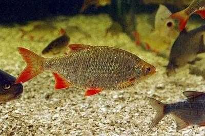 wzdręga zarybieniowa