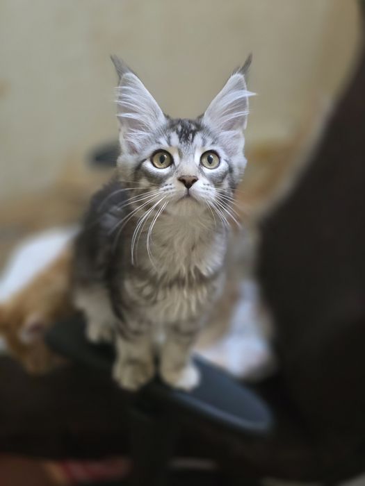 Кошенята  Мейн Кун  продажа