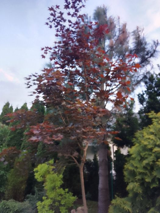 Klon bordowolistny na pniu, wys. ok. 4 m Rezerwacja