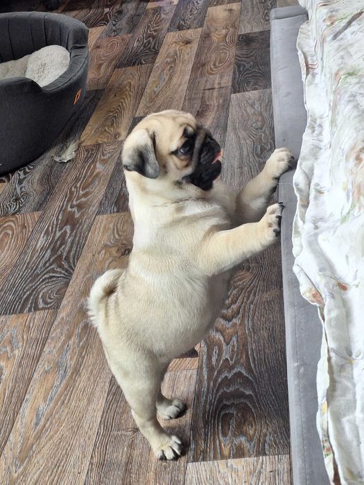 Щенки мопса. В Днепре 2 месяца