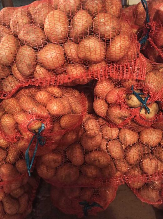 Терміново продам картоплю 600кг