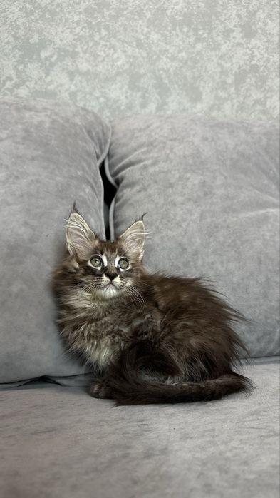 Дівчинка мейнкун чорний мармур на сріблі