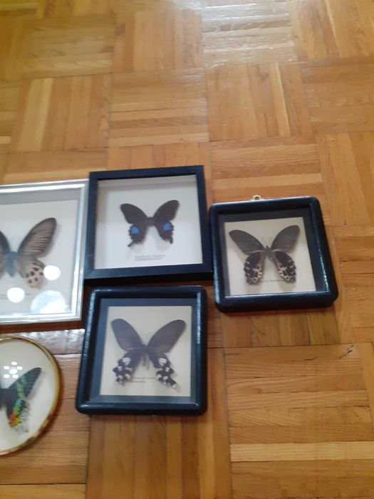 Kolekcja motyli oprawiona w ramki 6szt