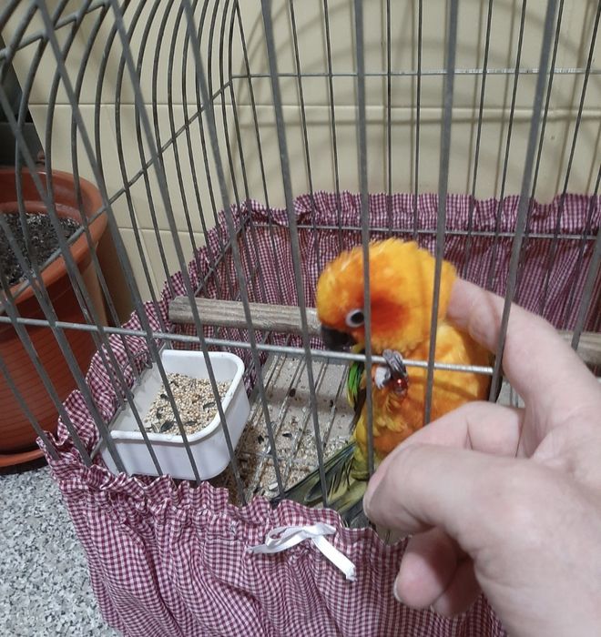 Aratinga sol domésticada,  ring neck violeta , casal caturras mutação  , fêmea domésticada  e  4 gaiolas onde estão