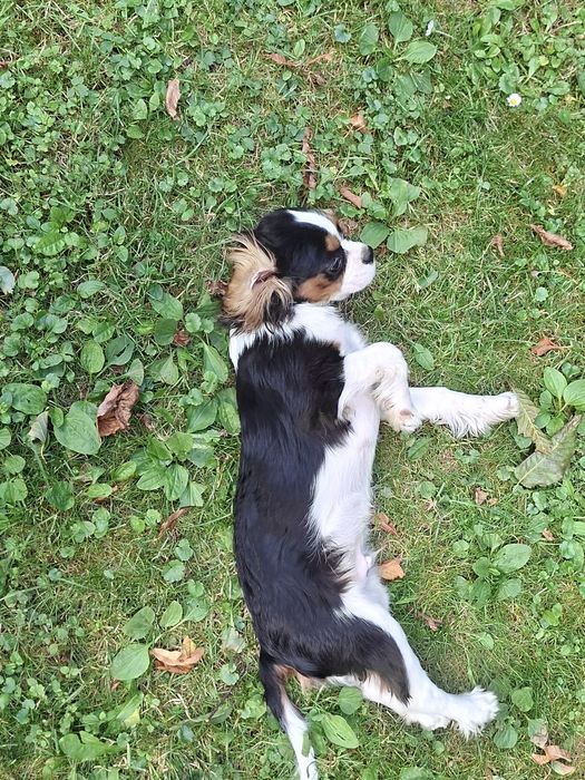 Piękny piesek Cavalier King Charles Spaniel
