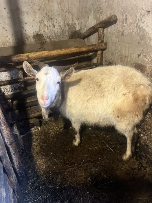 Продам кітну козу