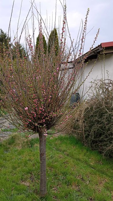 Działka na Puckiej do sprzedania