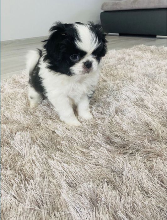 Chin japoński japan chin