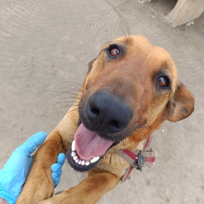 Michalinka 1,5 r większa piękna i łagodna  suczka do adopcji