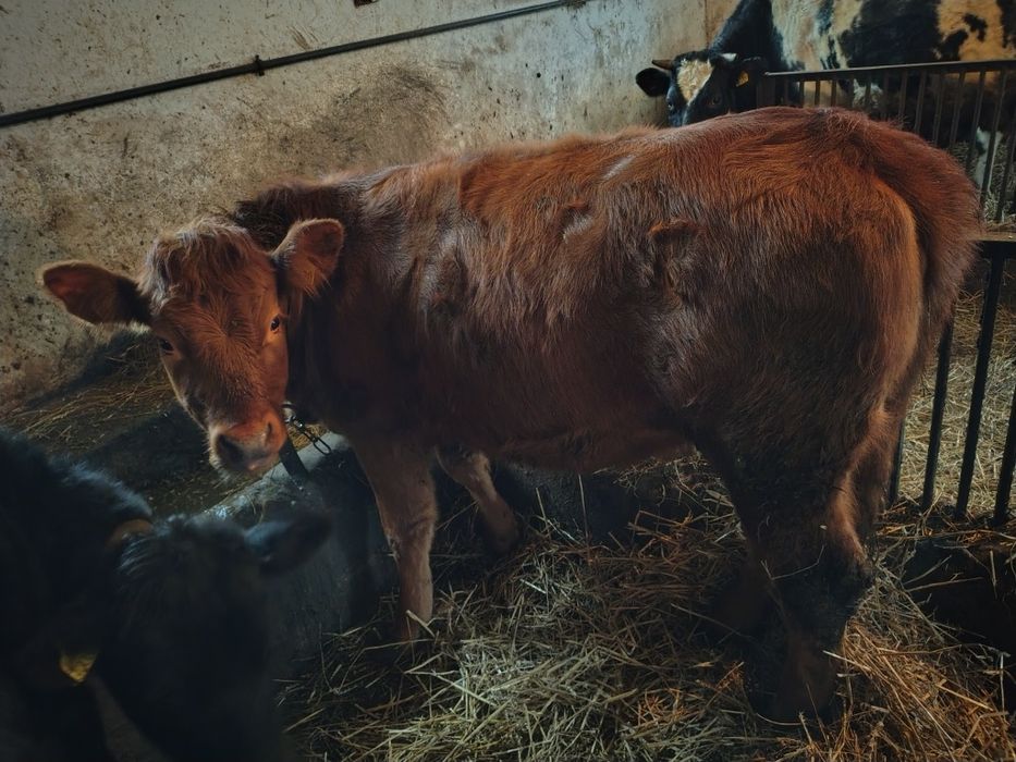 Jałówki    mięsne