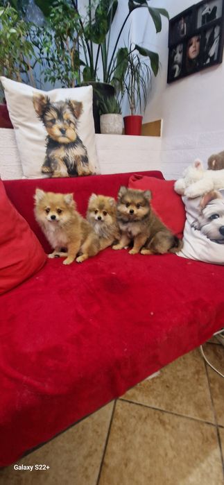Szpic pomeranian chłopak