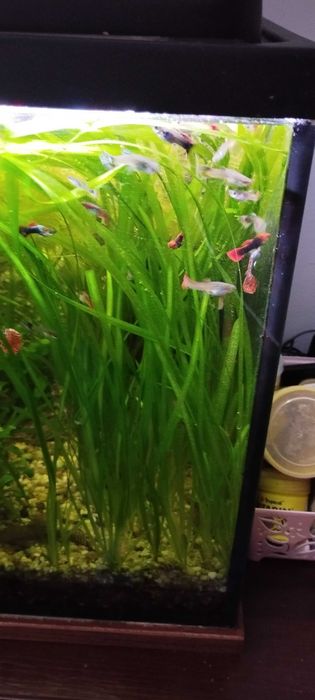 Sprzedam rybki akwariowe