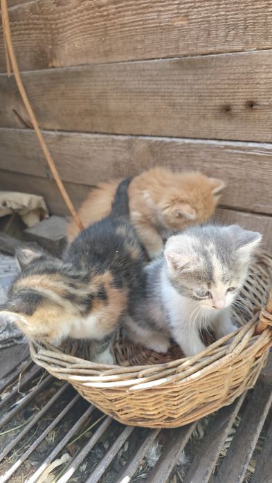 Котенята в добрі руки