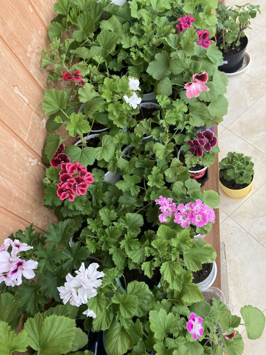 Королівська пеларгонія