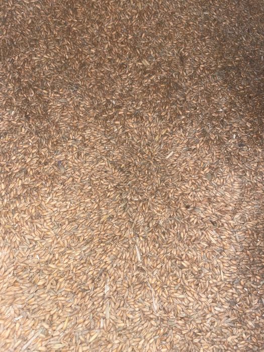 Pszenżyto worek/50 zł