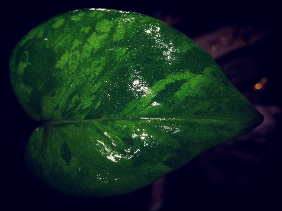 Epipremnum Pinnatum Victory Variegata albo monstera philodendron