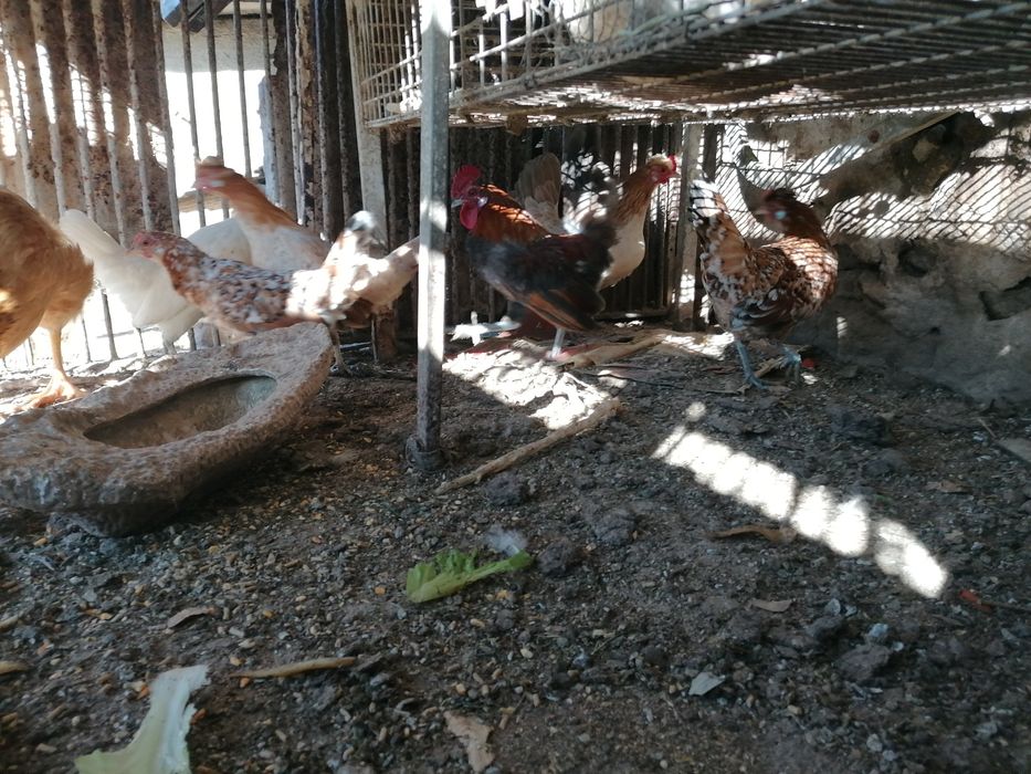 Garnizés para venda