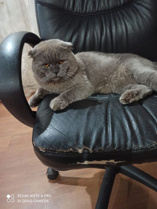 Британський вислоухий Кiт для вязки