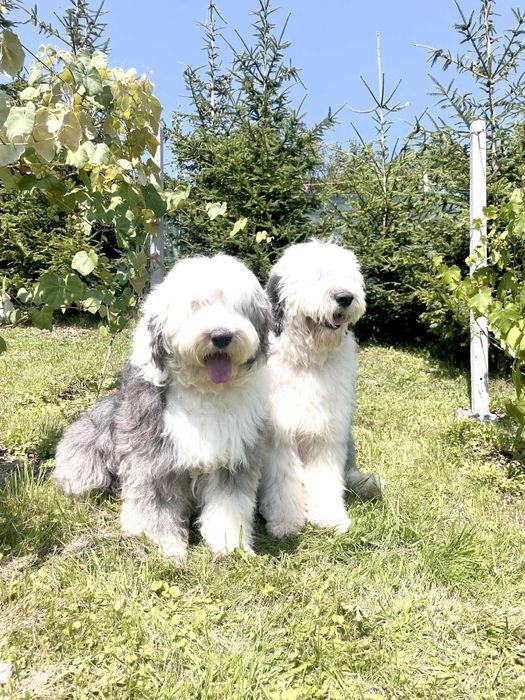 Owczarek staroangielski-Bobtail