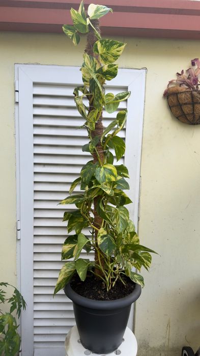 Planta jiboia | Epipremnum aureus.