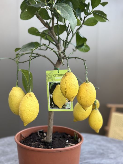 Limoeiro anão com fruto - Único
