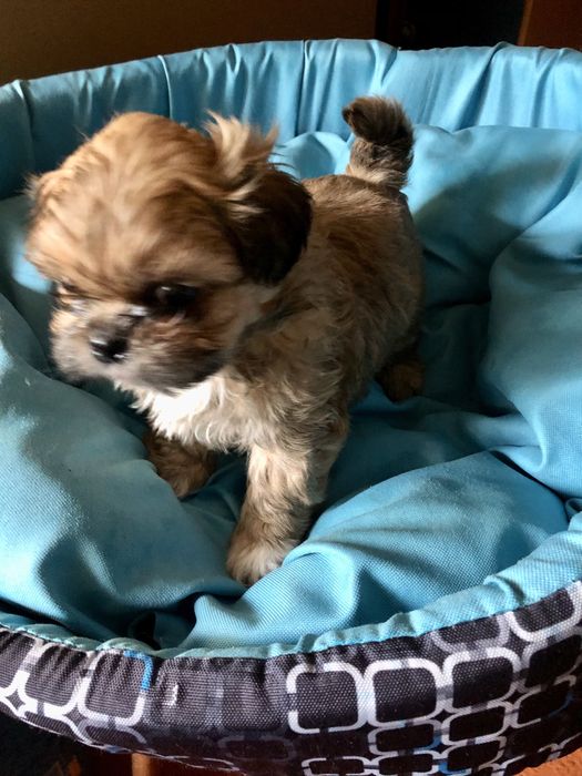 Shih tzu szczeniaczek