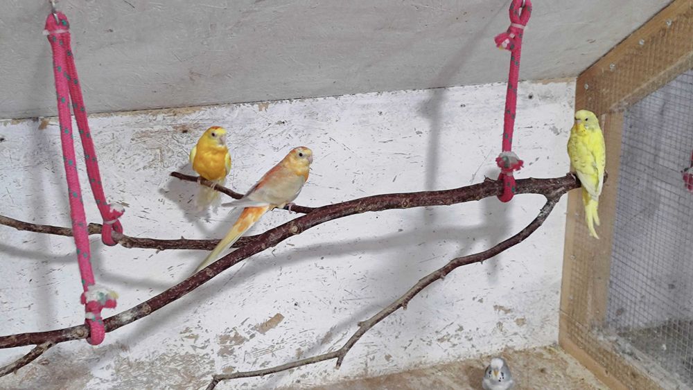 Młode nimfy białogłowe i albino