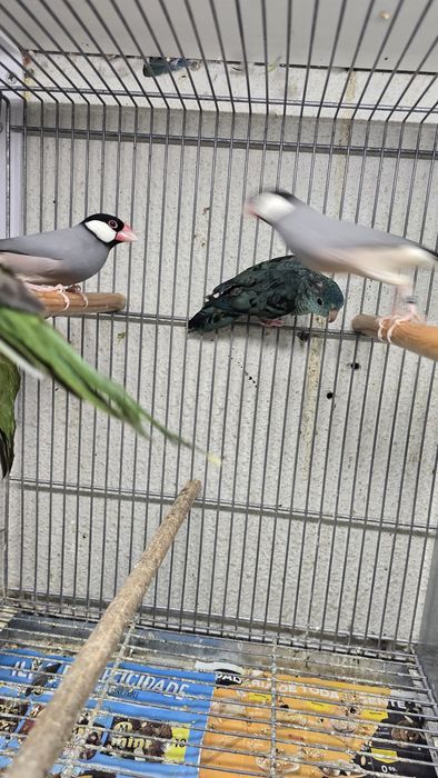 Javas e outras aves