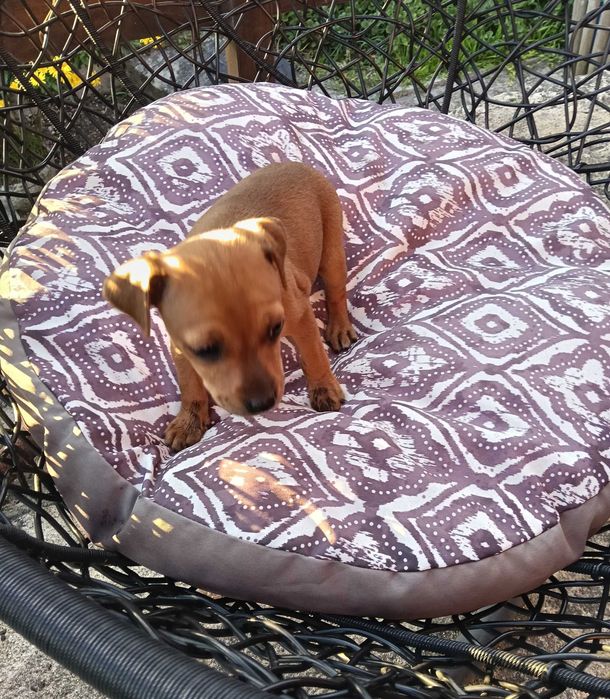 Pinscher fêmea castanha