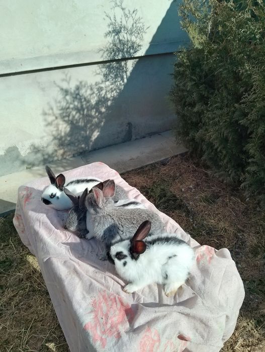 Різного віку кролики