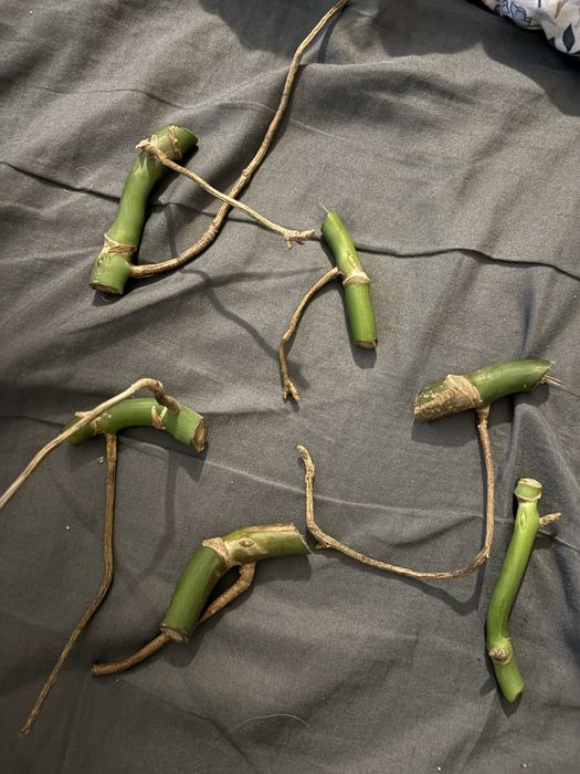 Ogryski monstera deliciosa