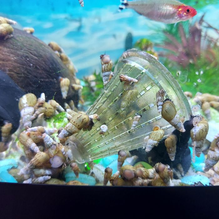 Ślimaki świderki lekarz akwarium