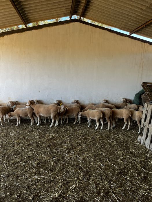 Lote/Rebanho ovelhas merino & campaniças