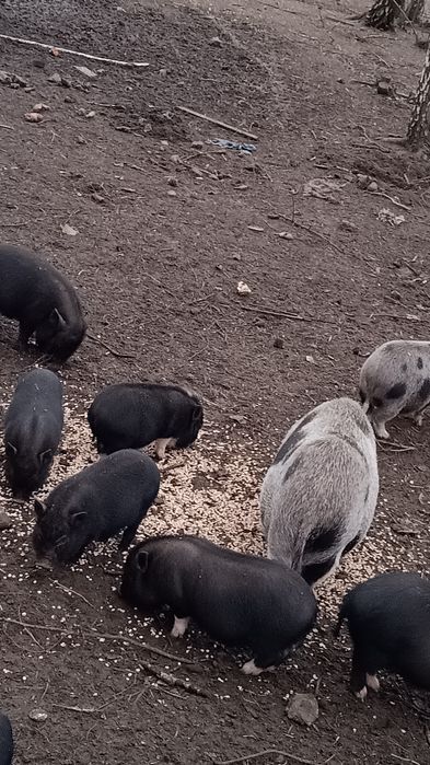 Świnie wietnamskie świnki knurki