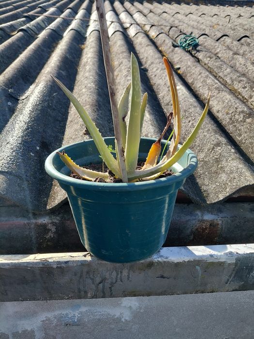 Vaso com suculenta 5€