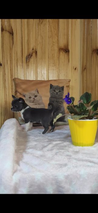 Пропоную дівчинку  чіхуахуа