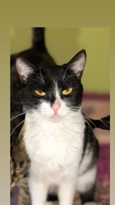 Отдам черно-белую кошку, 1 год, стерилизована, привита