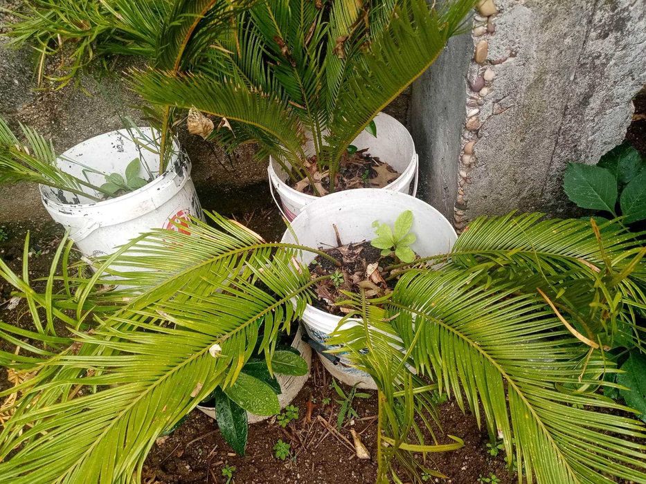 Palmeiras cycas Revoluta