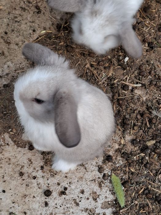 Coelhos Anões Raça Belier Puros