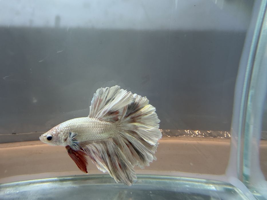 Bettas de seleção -Variedades de Importacão