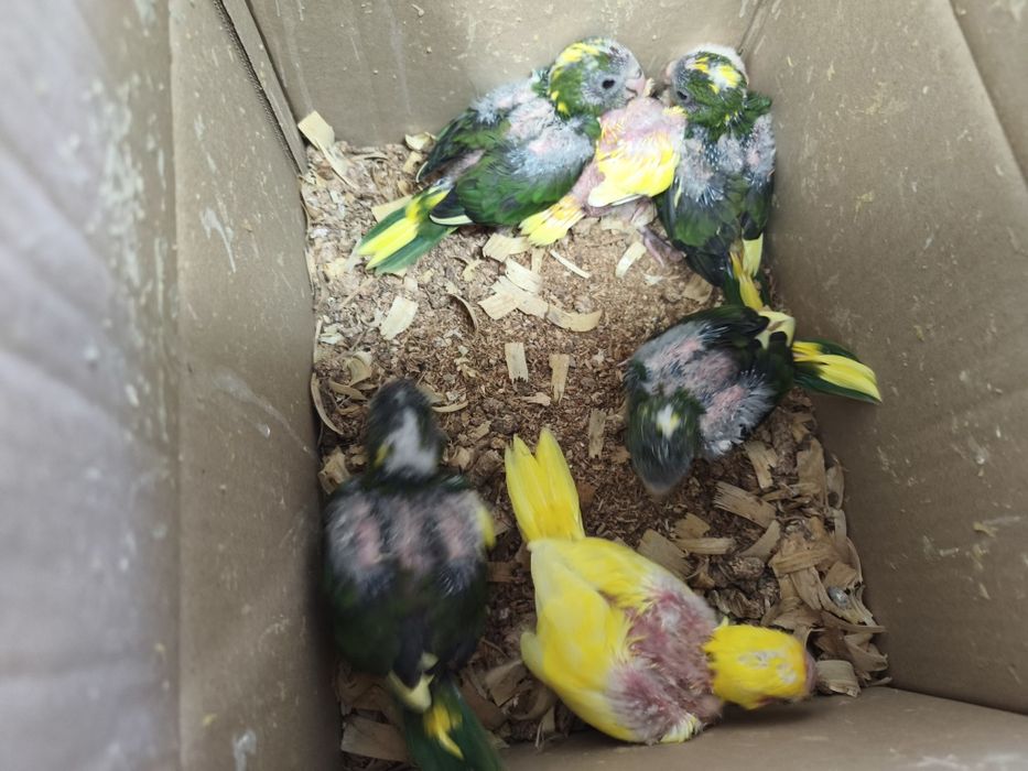 kakarikis e caturras bebés