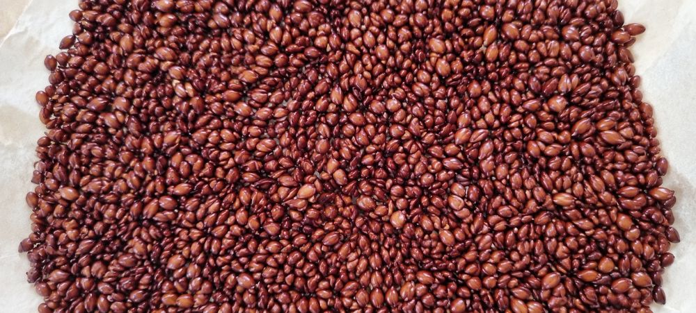 Pestki z pigwowca japońskiego Nasiona 500g  na nalewke wysiew