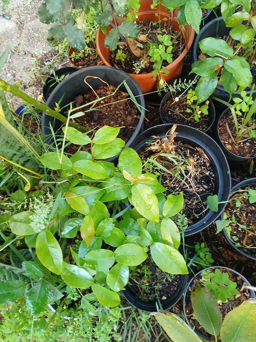 Pitangueiras em vaso